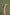 Bai  Skin Leopard Stiletto - PRE ORDER